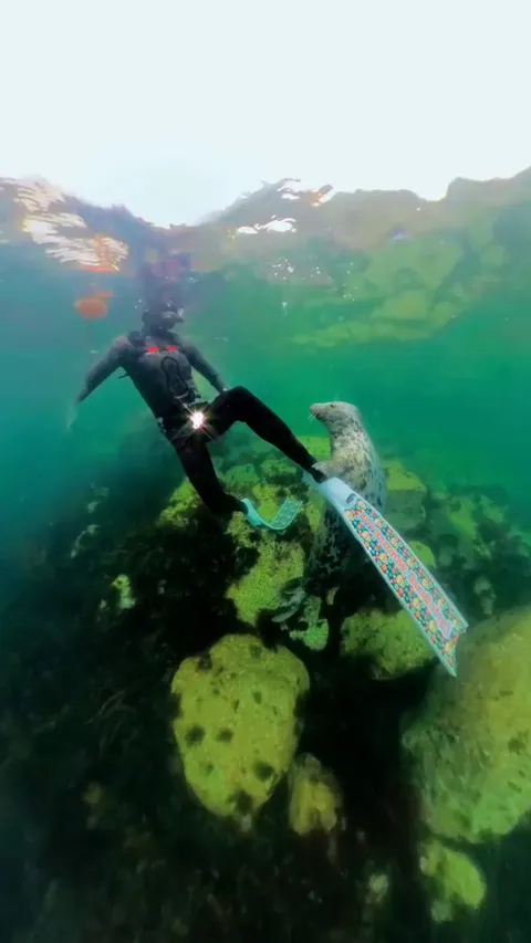 🔥 Affectionate Seal
