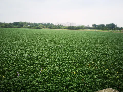 This lake in Malaysia is infested with aquatic plants
