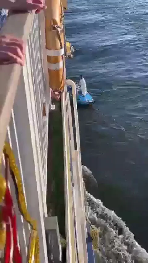 Egyptian vendors lasso a moving cruise ship to sell goods! Video credit - @MakersMax on YT