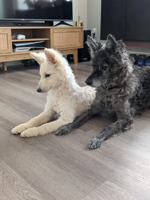 Zuko helping Maisie practice "stay (for photo op)"