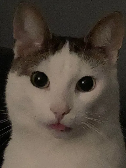 My silly little guy likes to stick his tongue out at times so I took a bunch of pictures! Choose the best ones!