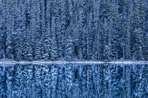 A reflection of snowy trees at Joffre Lakes Provincial Park, BC [OC] [4000x2667]
