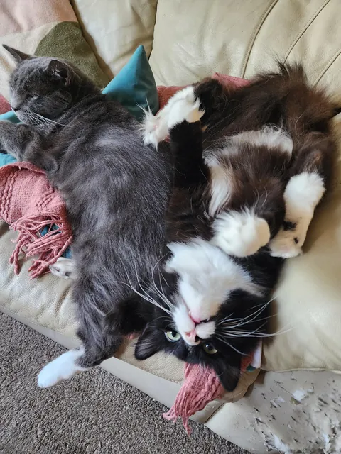 Guess which one of them fell off the couch after this photo was taken