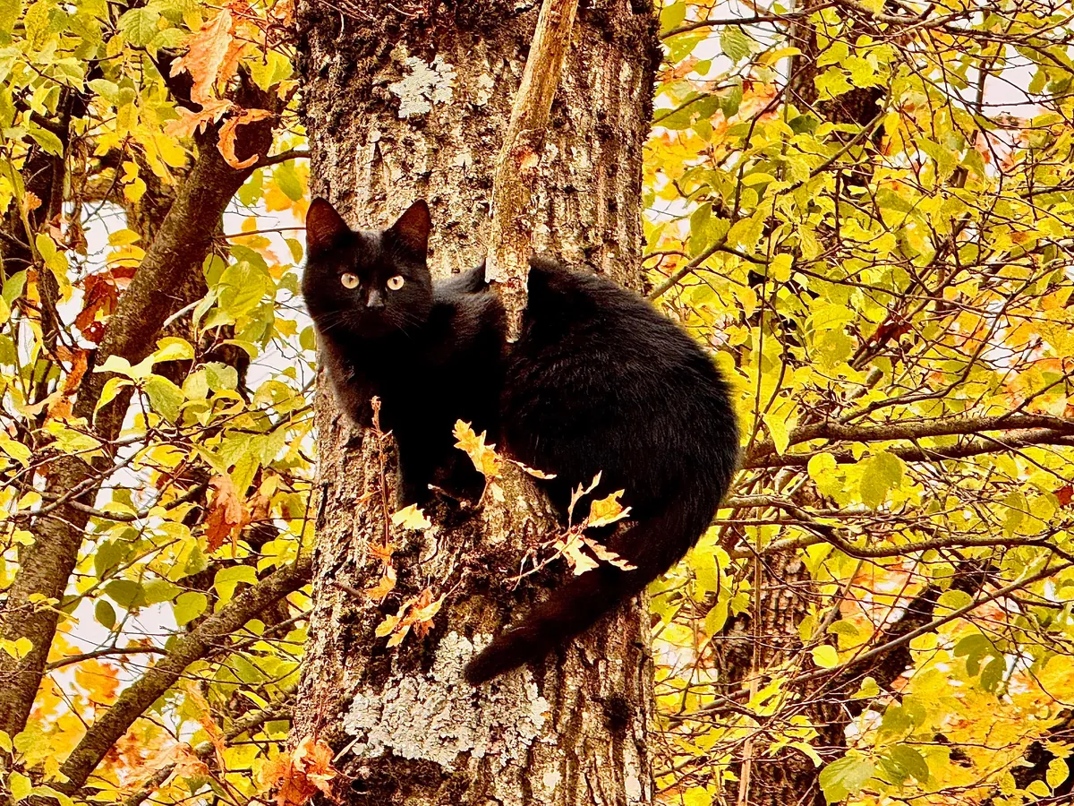 What type of squirrel is this?