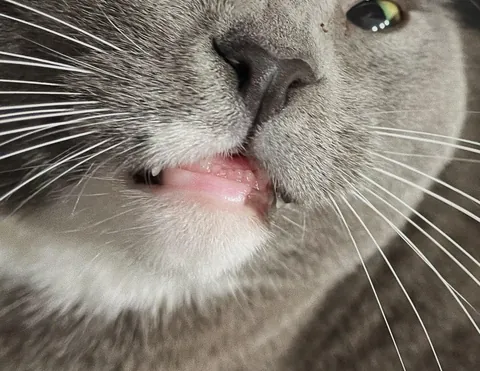 Show me your grey kitties  🩶