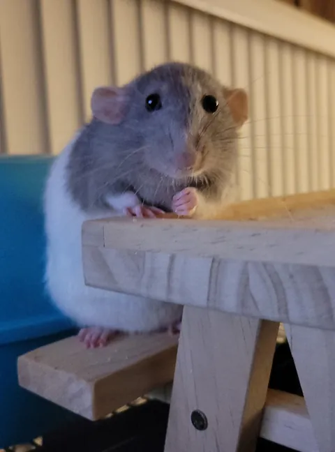 When a fight breaks out but you gotta eat