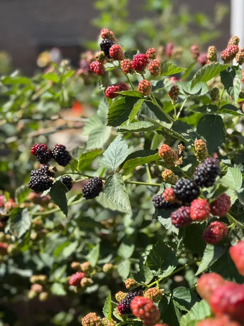 My blackberry harvest this season!