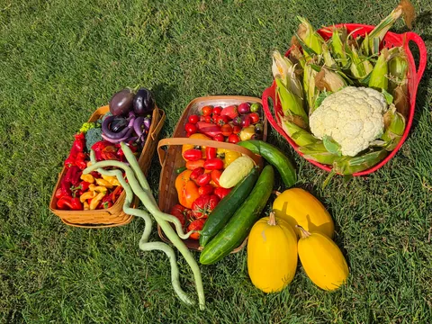 Late summer in the garden