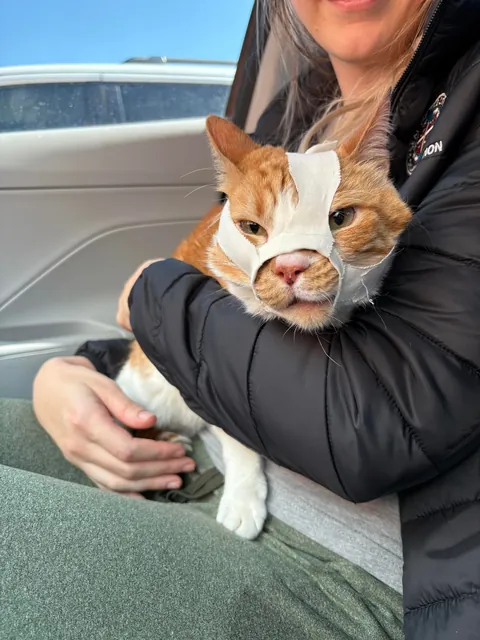 My Cat Broke His Jaw, Now He Looks Like Bane