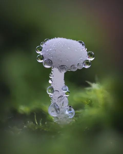 🔥 A few tiny Dewdrop Bonnet mushrooms (Hemimycena tortuosa) 🔥