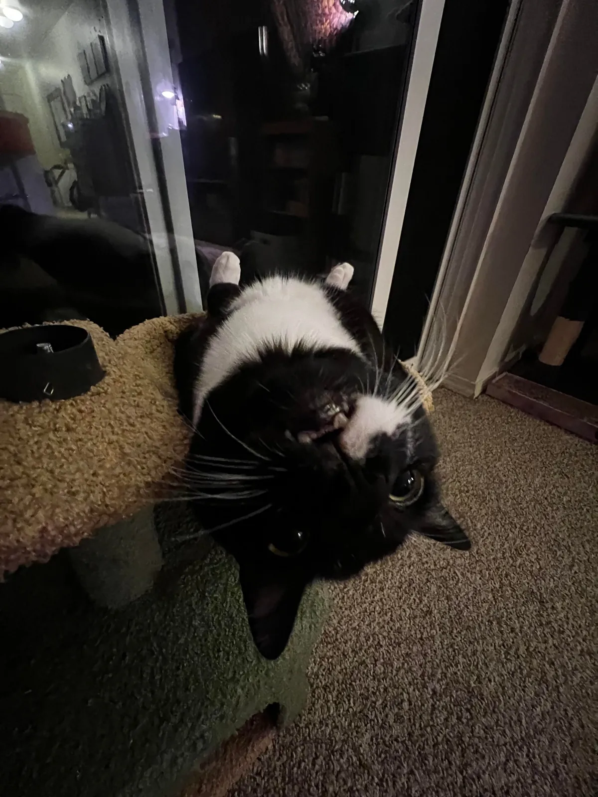 Show me the funniest pictures of your cats