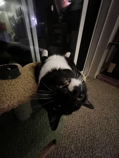 Show me the funniest pictures of your cats