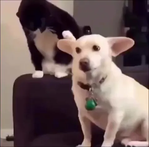 How many eyes does this bro have