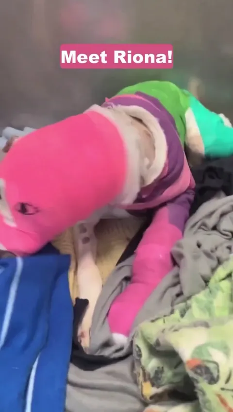 Sweet puppy and awesome human!