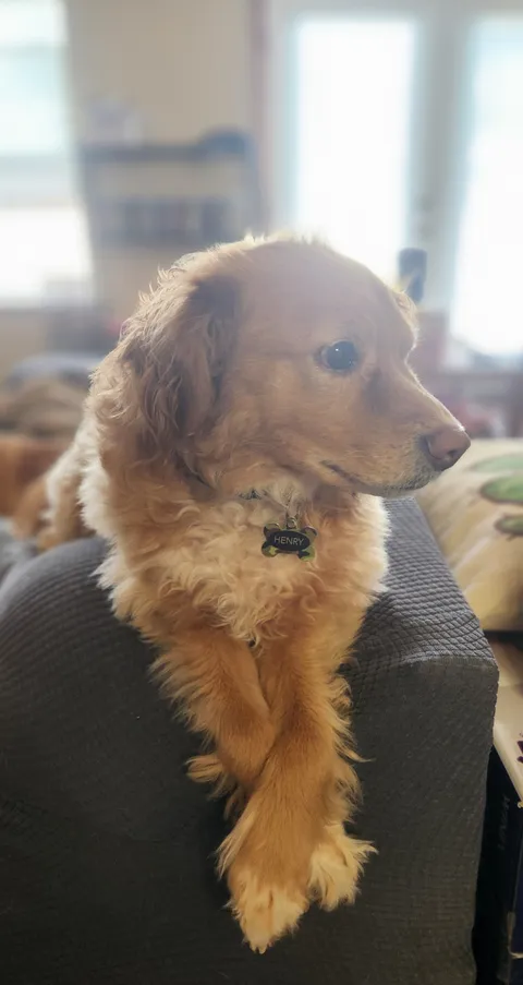 Hecking rare proper pupper