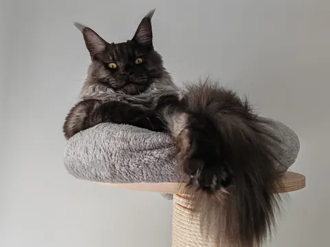 Théoden turned 1 year old.