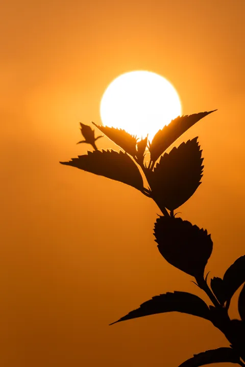 Sunrise from the garden