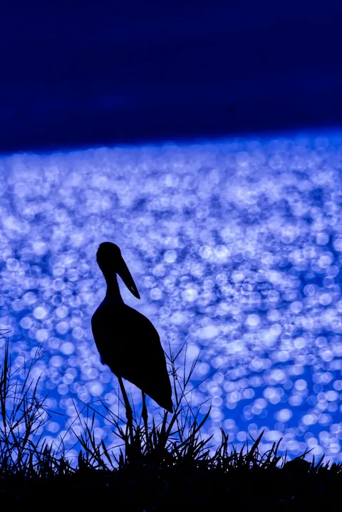 Feedback on this Silhouette (Feel free to be Brutal)