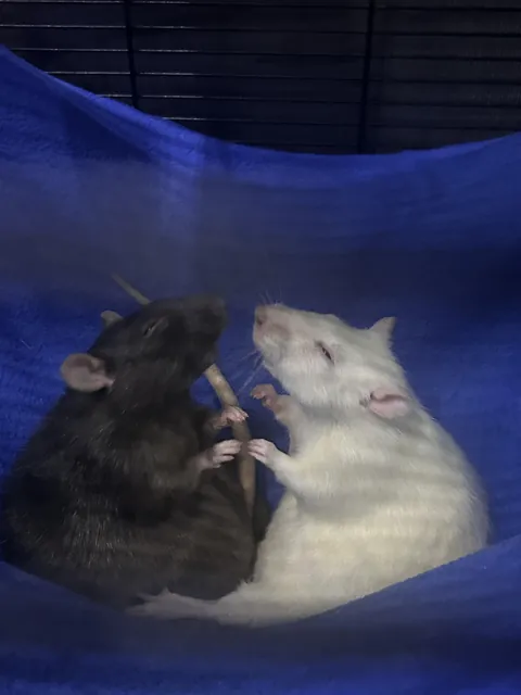 They were sitting like this for 20 minutes. “SocRATes and HippocRATes”