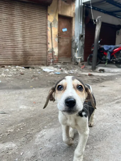 Cutest street pup