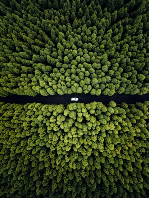 A road splitting a forest in the Azores