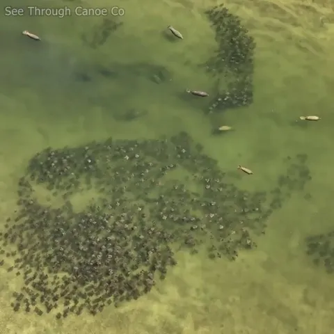 🔥 A large gathering of rays and manatees in Tampa Bay