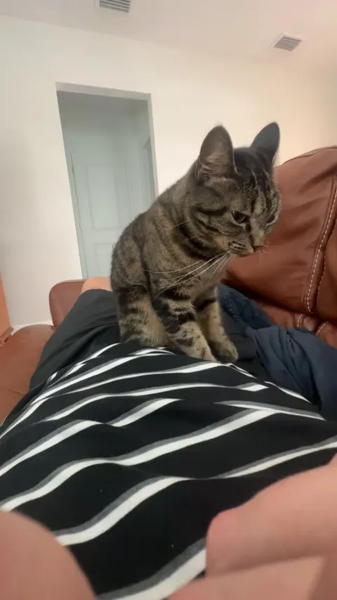 Hi posted here 200 days ago because my cat was scared of me. Took y’all advice check it out. THANKS  to everyone who helped me