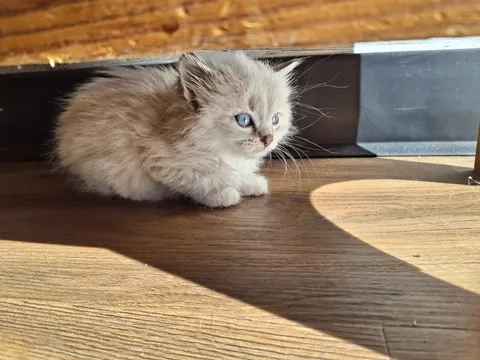 Introducing Her Majesty, Princess Donut