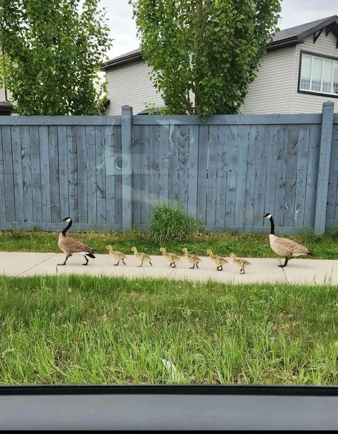 Out for a morning stroll around the neighborhood 😁