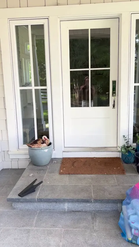 My duck hatched ducklings at our front door