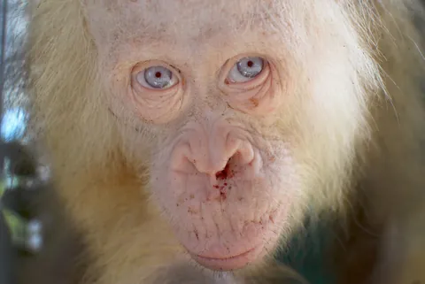 Alba, the only known albino Orangutan