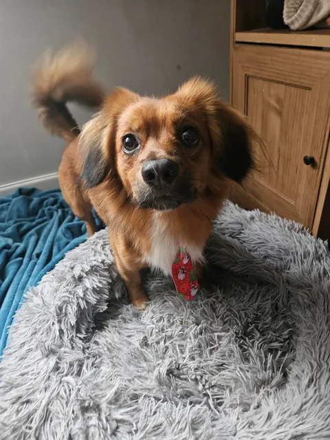 Kevin got given a Christmas tie from the groomers today