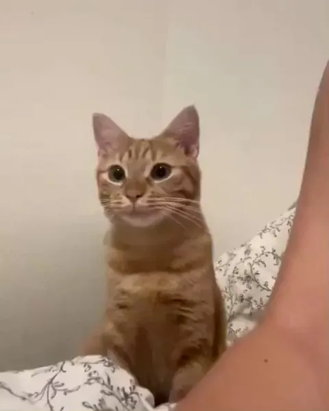 Bro really said “🙂”