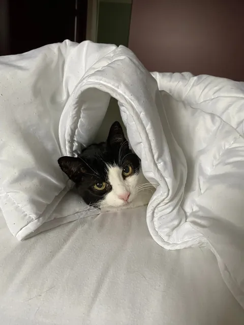 I’m saying goodbye to Pebbles tomorrow. She is still so loved.