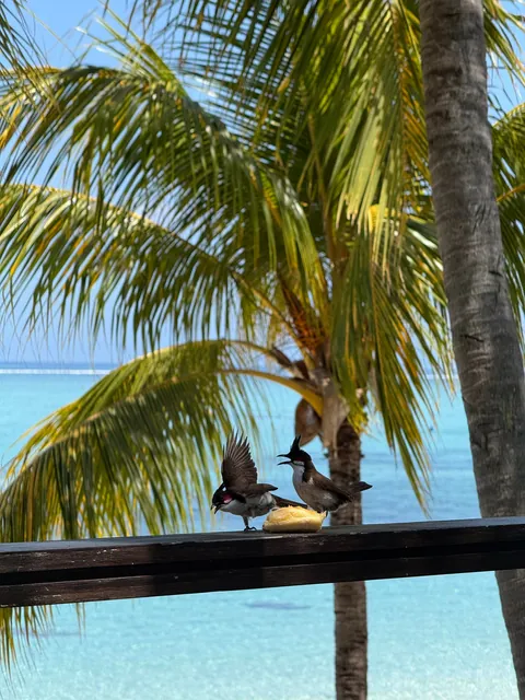 8 days vacation in Mauritius.