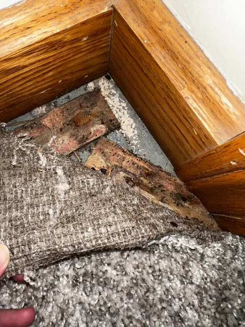Moved into our “dream home” before closing… to discover it’s a moldy nightmare