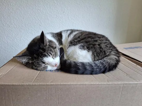 About 20 year old princess