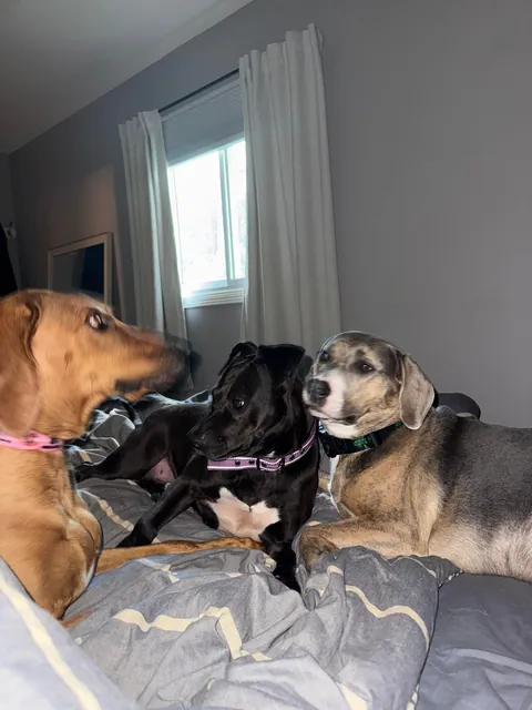 One last Waffles update here!🩷