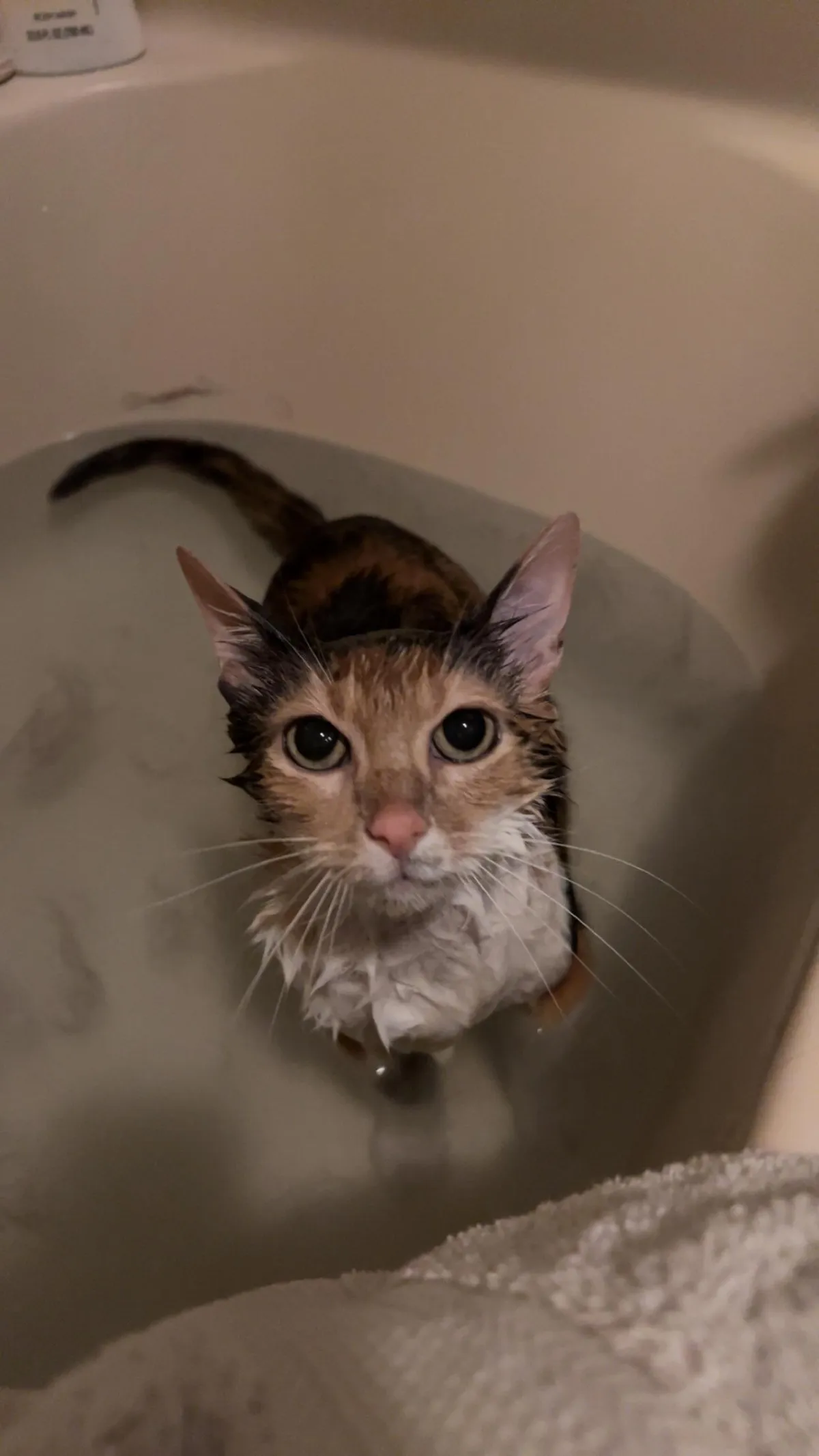 First bath after getting home from the animal shelter