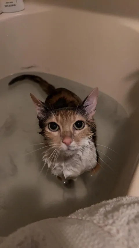 First bath after getting home from the animal shelter