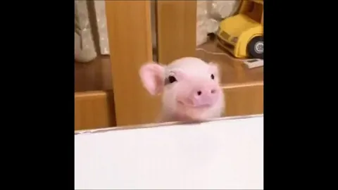 Most precious piggy of all time