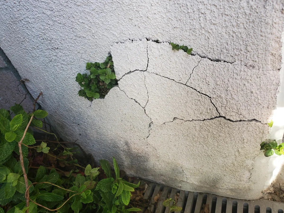 Hey guys, did you know you shouldn't plant mint in the ground? 🙃