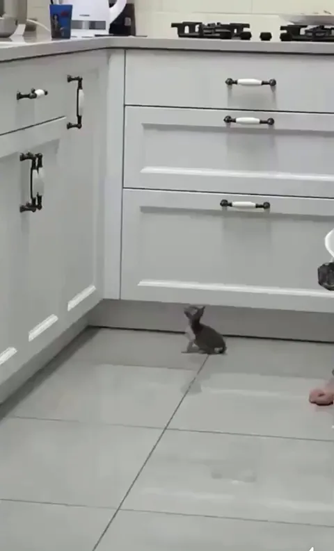 Small Kitty Big Goals