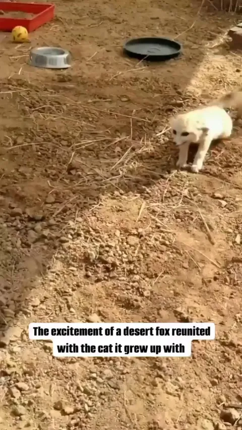 Desert Fox is excited to get reunited with his cat friend.