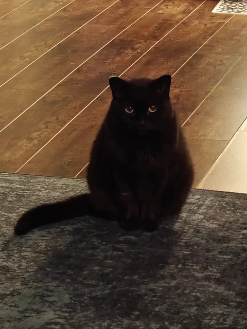 Does anyone else's void sit across the room and just stare into your soul?