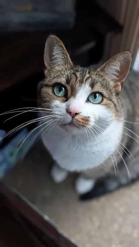 I brought her a Churu and she lit right up ✨