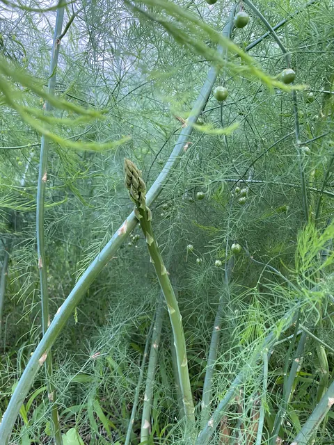 In the vast forest, I found a lone Asparagus…. 😁