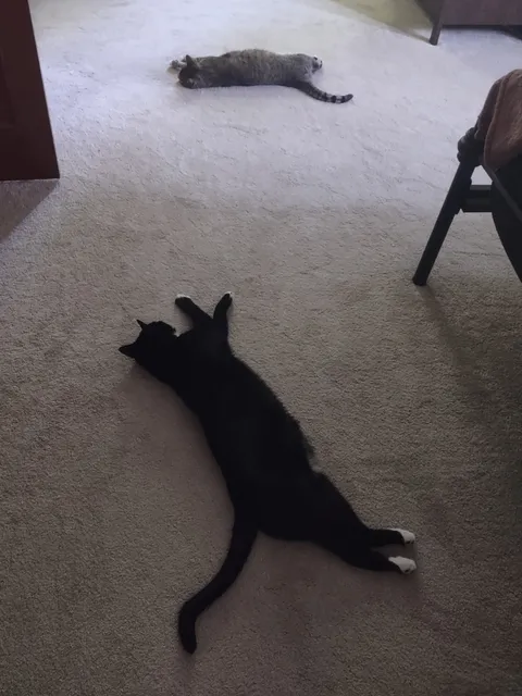 I'm trying to stay cool in this heat wave, and these goobers are stretched out in the hottest room in the house.