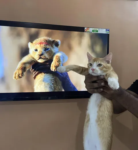 Behold, the one true king of our house 👑😸