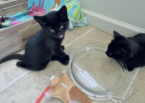 My paraplegic void and her sister, found them hiding under my porch.  